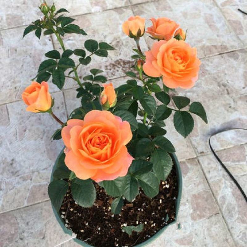 果汁阳台盆栽植物室内四季开花月季玫瑰红果汁花苗花卉月季花