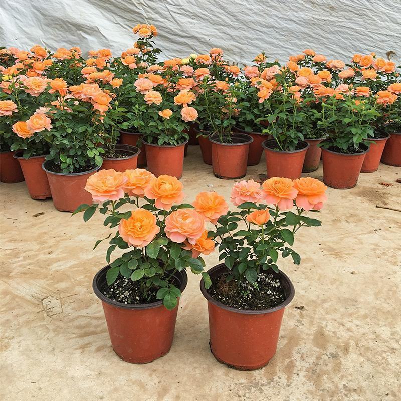 果汁阳台盆栽植物室内四季开花月季玫瑰红果汁花苗花卉月季花