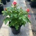 果汁阳台盆栽植物室内四季开花月季玫瑰红果汁花苗花卉月季花