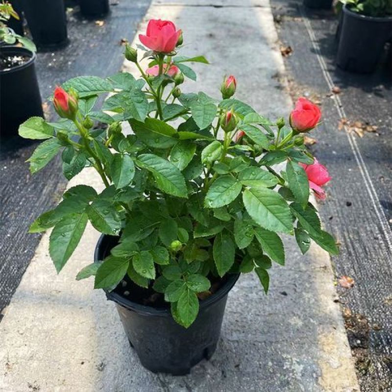 果汁阳台盆栽植物室内四季开花月季玫瑰红果汁花苗花卉月季花