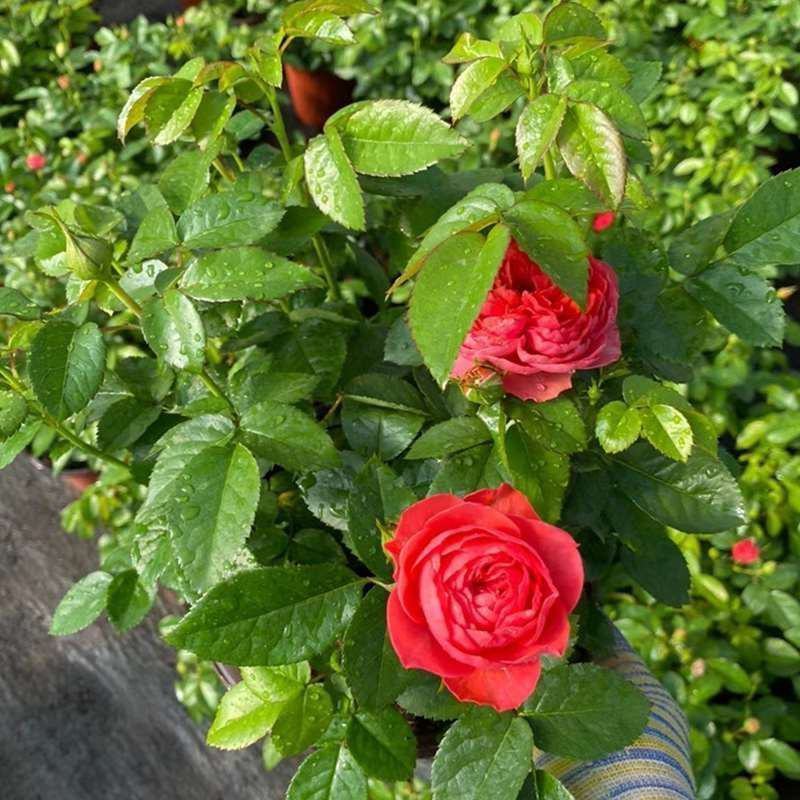 果汁阳台盆栽植物室内四季开花月季玫瑰红果汁花苗花卉月季花