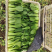 《油菜》优质小油菜大量供应产地货源充足代发全国