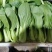 《油菜》优质小油菜大量供应产地货源充足代发全国