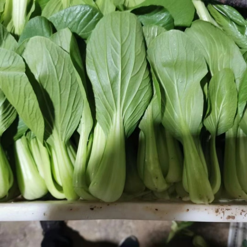 《油菜》优质小油菜大量供应产地货源充足代发全国