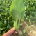《油菜》优质小油菜大量供应产地货源充足代发全国
