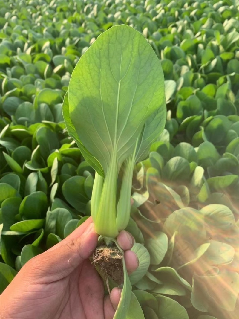 《油菜》优质小油菜大量供应产地货源充足代发全国
