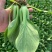 《油菜》优质小油菜大量供应产地货源充足代发全国