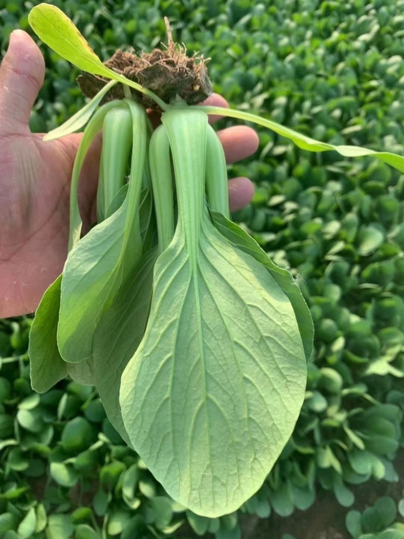 《油菜》优质小油菜大量供应产地货源充足代发全国