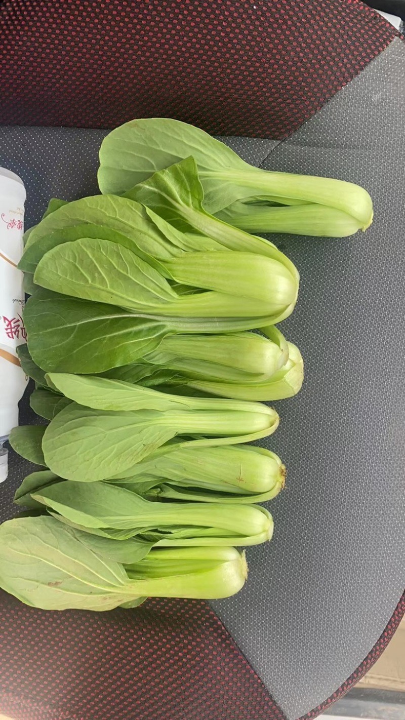 《油菜》优质小油菜大量供应产地货源充足代发全国