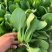 《油菜》优质小油菜大量供应产地货源充足代发全国
