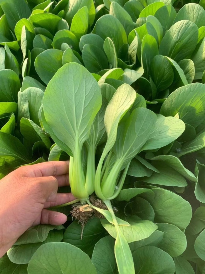 《油菜》优质小油菜大量供应产地货源充足代发全国