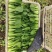 《油菜》优质小油菜大量供应产地货源充足代发全国
