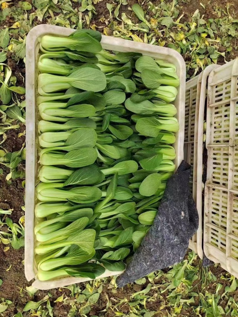 《油菜》优质小油菜大量供应产地货源充足代发全国