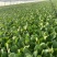 《油菜》优质小油菜大量供应产地货源充足代发全国