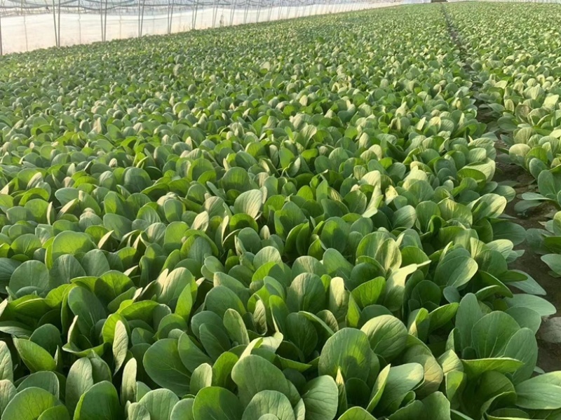 《油菜》优质小油菜大量供应产地货源充足代发全国