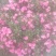 红梅花树苗盆栽庭院地栽浓香四季花卉植物腊梅室内外耐寒绿植