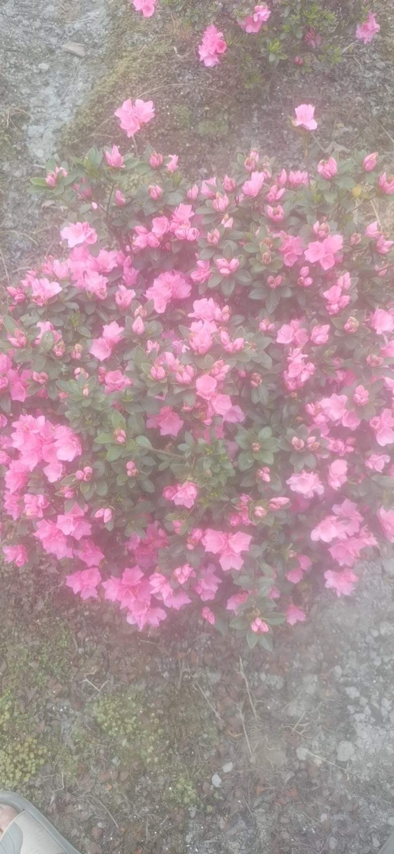 红梅花树苗盆栽庭院地栽浓香四季花卉植物腊梅室内外耐寒绿植