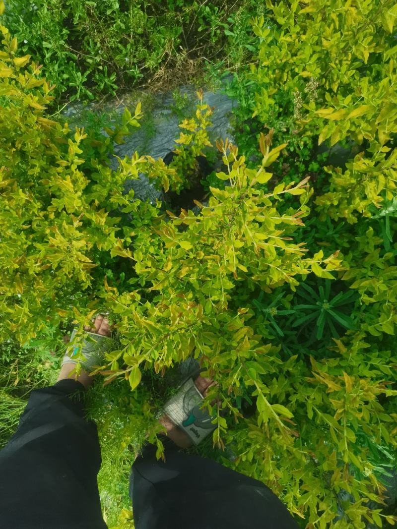 红梅花树苗盆栽庭院地栽浓香四季花卉植物腊梅室内外耐寒绿植
