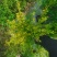 红梅花树苗盆栽庭院地栽浓香四季花卉植物腊梅室内外耐寒绿植