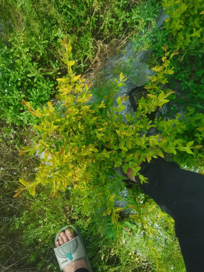 红梅花树苗盆栽庭院地栽浓香四季花卉植物腊梅室内外耐寒绿植