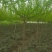 红梅花树苗盆栽庭院地栽浓香四季花卉植物腊梅室内外耐寒绿植
