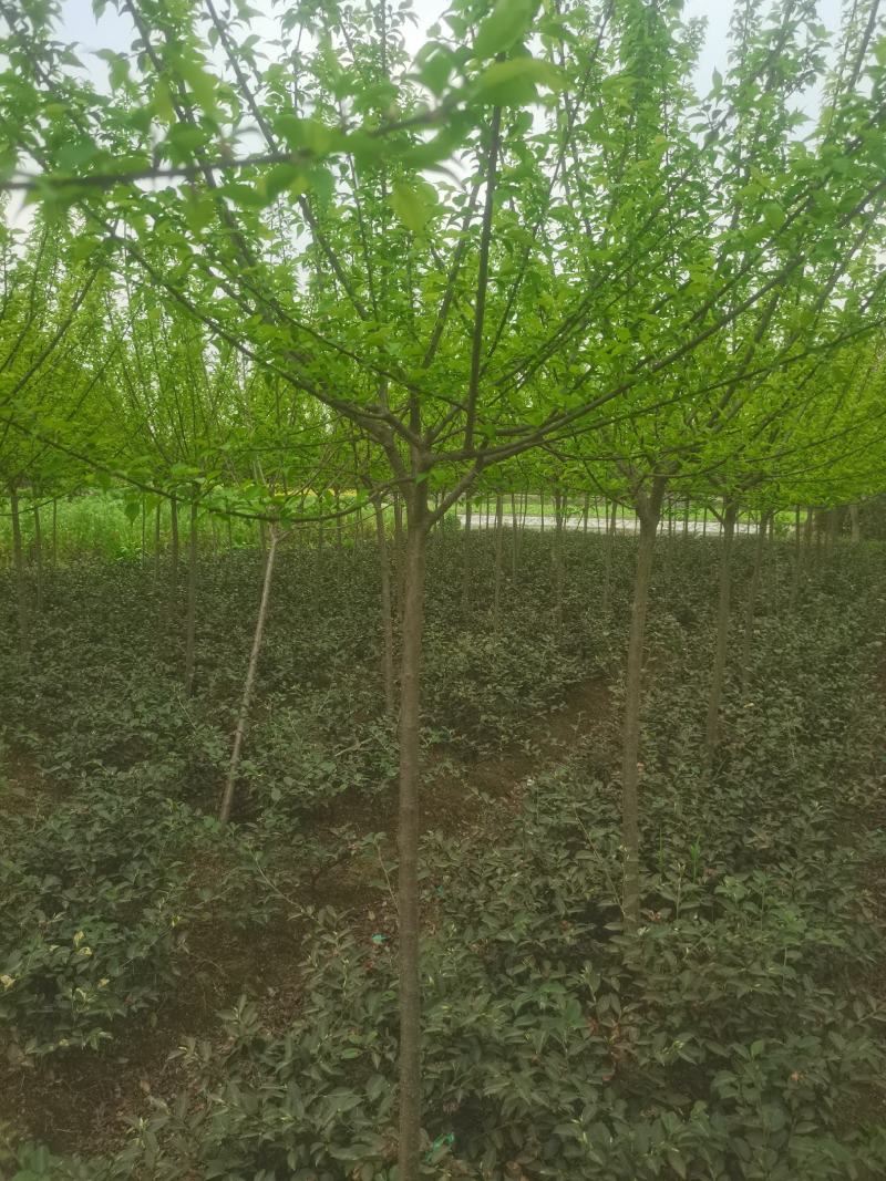 红梅花树苗盆栽庭院地栽浓香四季花卉植物腊梅室内外耐寒绿植