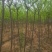 红梅花树苗盆栽庭院地栽浓香四季花卉植物腊梅室内外耐寒绿植