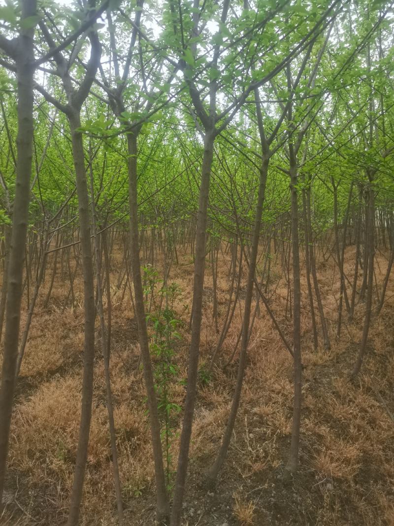 红梅花树苗盆栽庭院地栽浓香四季花卉植物腊梅室内外耐寒绿植
