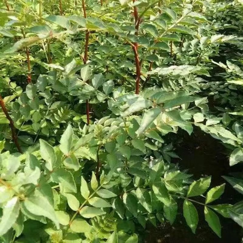 【热销】无刺花椒苗大红袍花椒苗，狮子头花椒苗基地直发