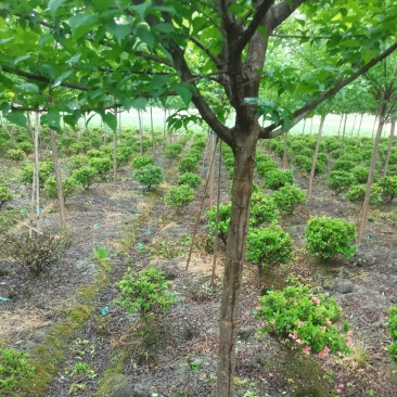 红梅花树苗盆栽庭院地栽浓香四季花卉植物腊梅室内外耐寒绿植