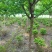 红梅花树苗盆栽庭院地栽浓香四季花卉植物腊梅室内外耐寒绿植