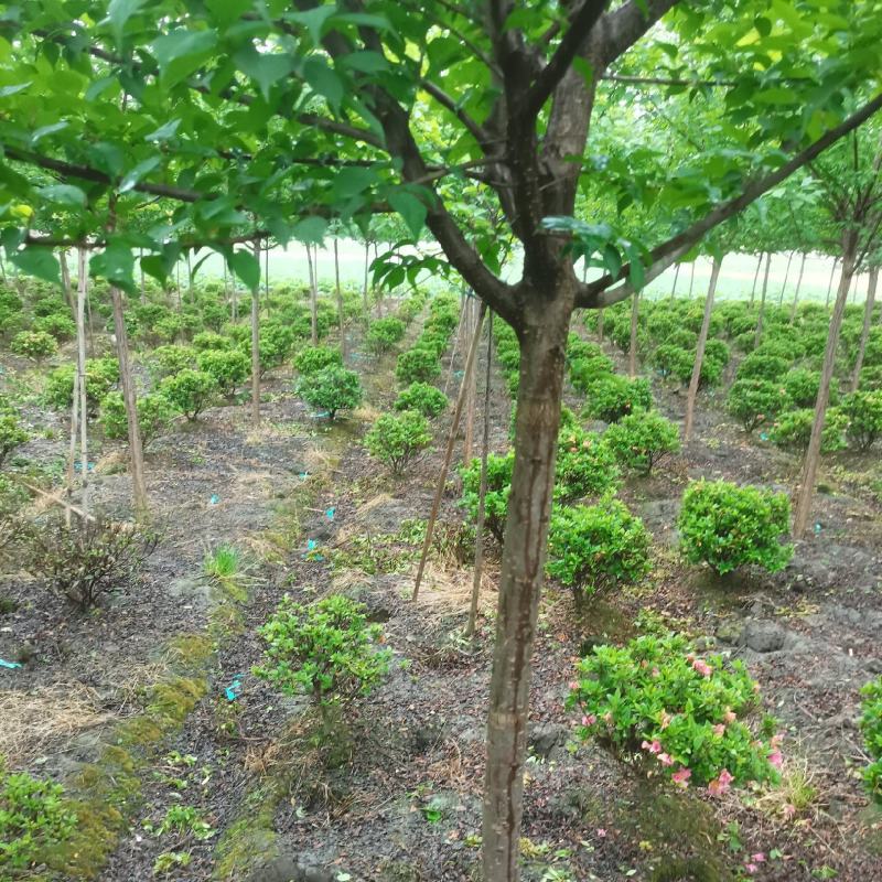 红梅花树苗盆栽庭院地栽浓香四季花卉植物腊梅室内外耐寒绿植