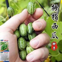 拇指西瓜种子母子小西瓜种子无籽西瓜种可食用小个手指西瓜菜