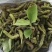 2023年新鲜野菜枸蒲穂预售支持一件代发