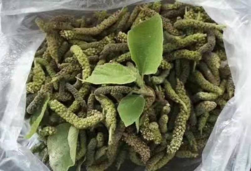 2023年新鲜野菜枸蒲穂预售支持一件代发
