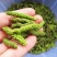 2023年新鲜野菜枸蒲穂预售支持一件代发