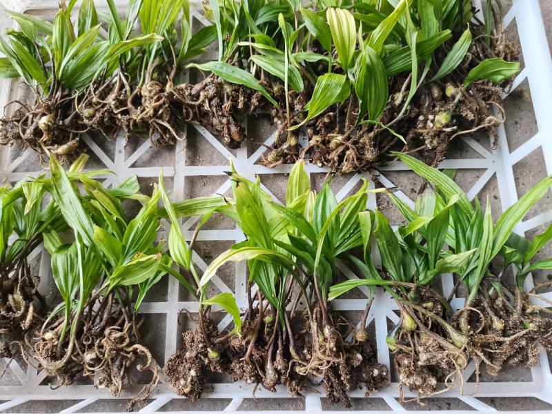 紫花宽叶毛慈姑苗（杜鹃兰）山慈菇，大量出售