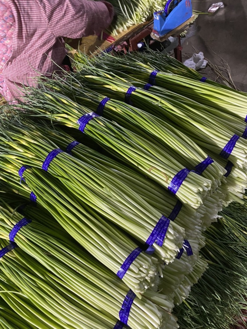 邳州白帽蒜苔大量上市，货源充足、产地直发，保证质量
