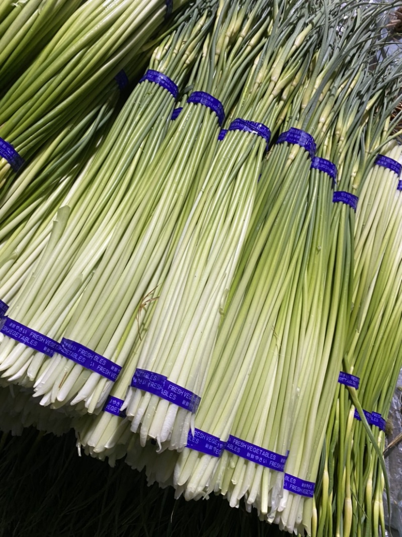 邳州白帽蒜苔大量上市，货源充足、产地直发，保证质量