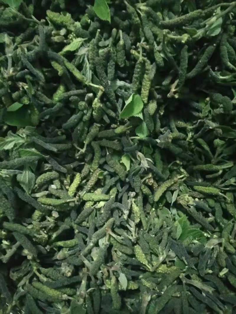 2023年新鲜野菜枸蒲穂预售支持一件代发