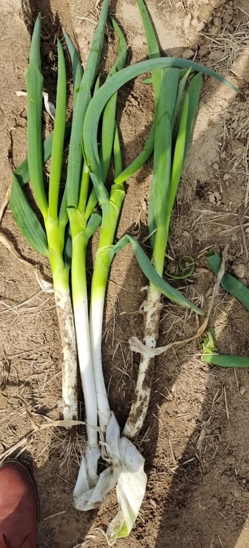 长白大葱，货源充足，常年供货