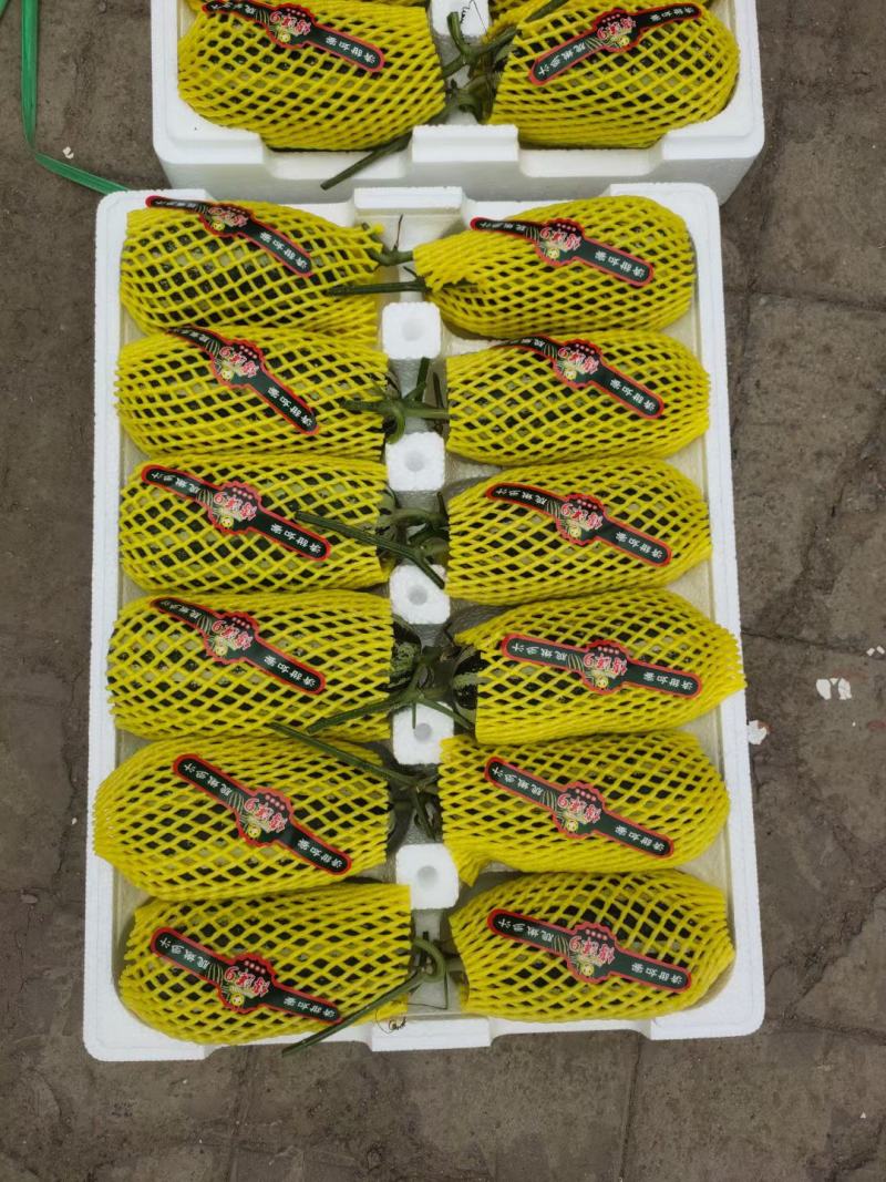 博洋甜瓜精品博洋9号博洋6现货供电商商超批发市场