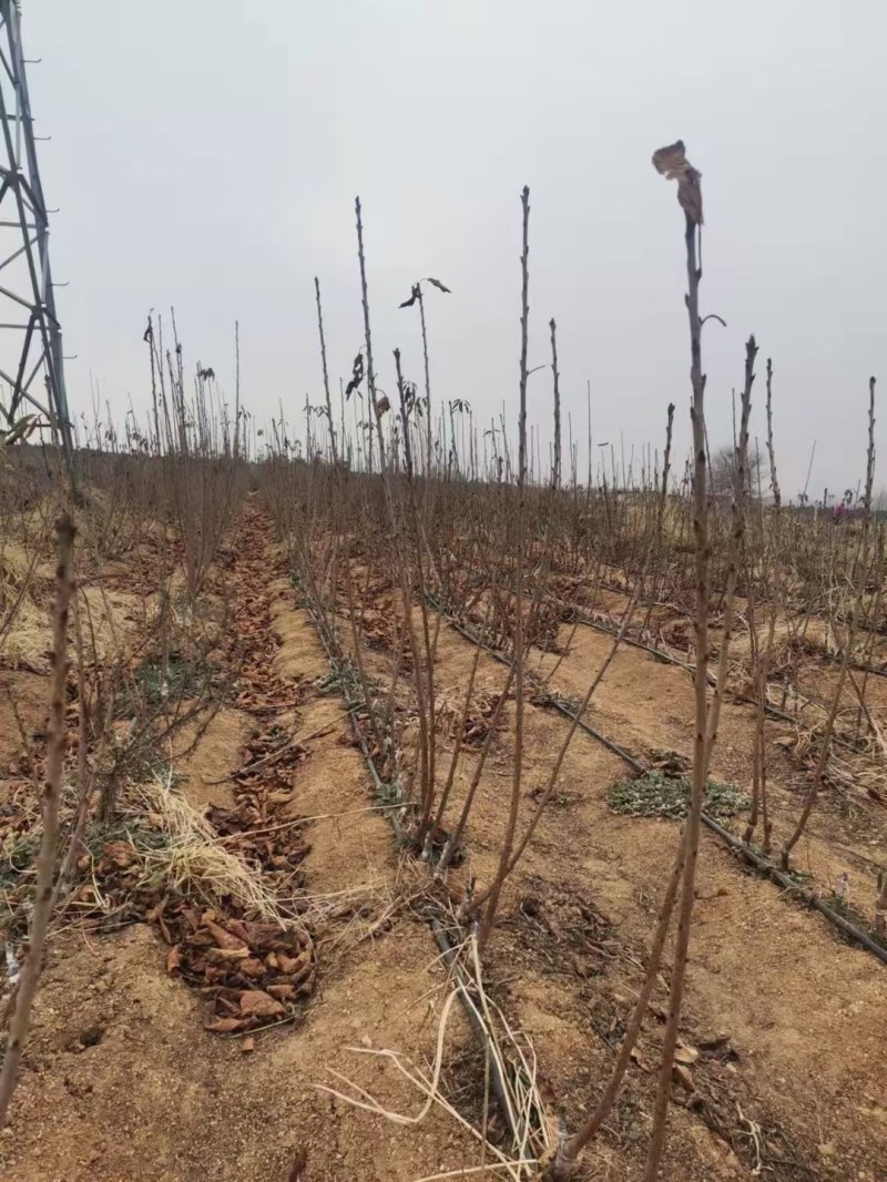 樱桃苗，吉—12矮化樱桃树，泰安批发樱桃树苗