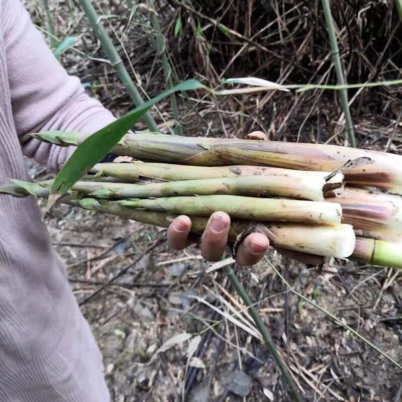 大量上市水竹笋深山野生。日供1万斤以上欢迎各位老板咨询