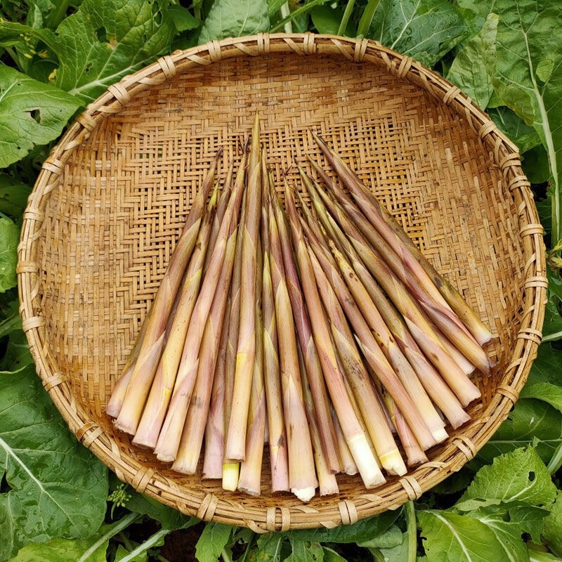 大量上市水竹笋深山野生。日供1万斤以上欢迎各位老板咨询