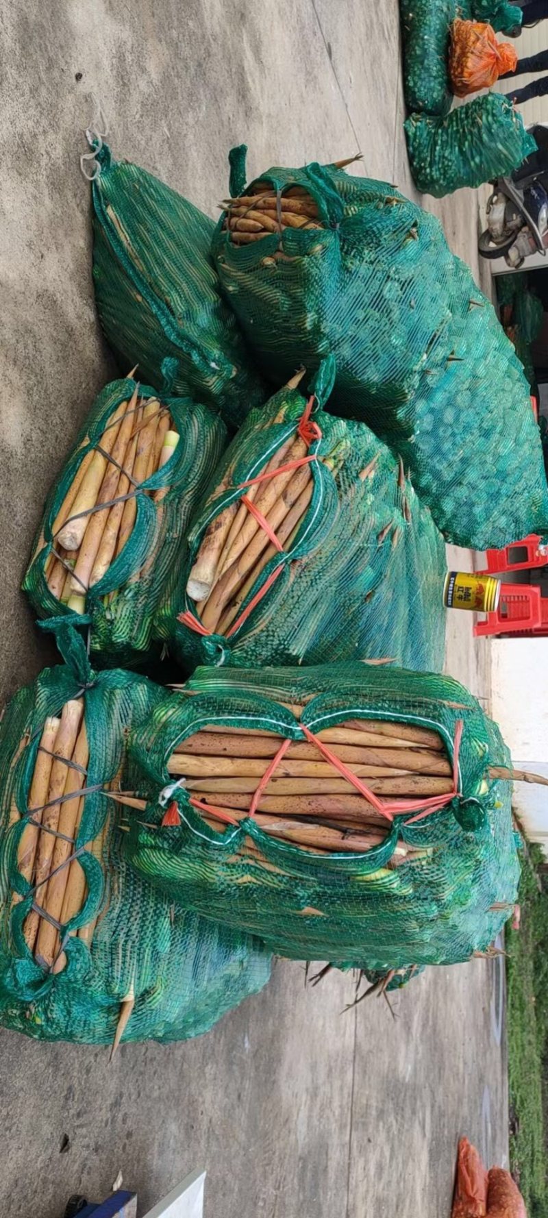 大量上市水竹笋深山野生。日供1万斤以上欢迎各位老板咨询