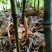 大量上市水竹笋深山野生。日供1万斤以上欢迎各位老板咨询