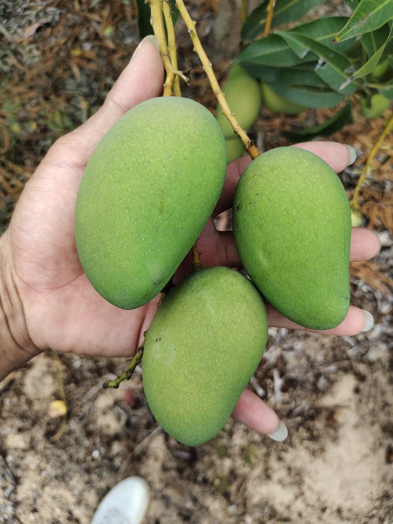 海南芒果大量上市，质量，可靠欢迎咨询选购
