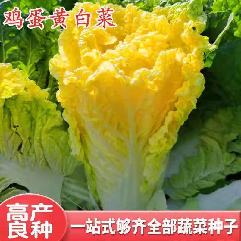 鸡蛋黄白菜种子早熟抗病高产四季黄心大白菜快菜耐热好吃蔬菜