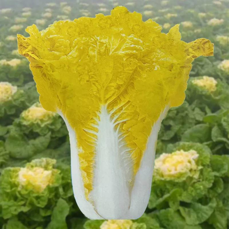 鸡蛋黄白菜种子早熟抗病高产四季黄心大白菜快菜耐热好吃蔬菜